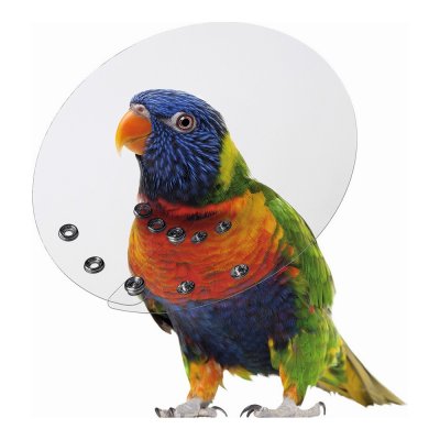 Elizabethan Bird Collar KVP Saftshield Transparent (5,1-7 cm)