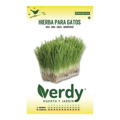 Frön Verdy Kattmynta